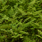 Hardy Fern Polystichum setiferum 'Herrenhausen'